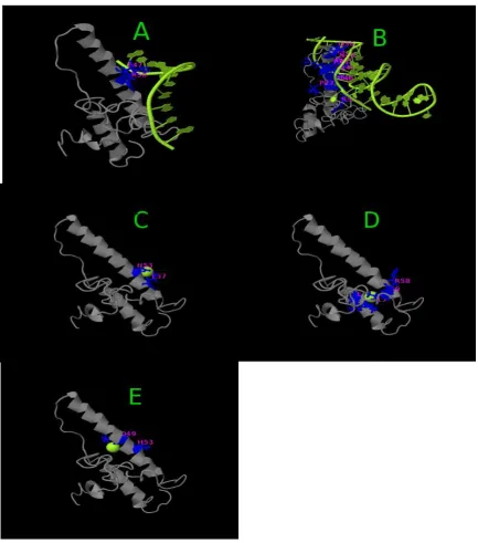 Table 2 and Figure 3 shows ligand binding sites.  