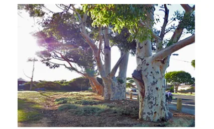 Figure 8: Row of Sugar Gums, located near a remnant colonial homestead. 