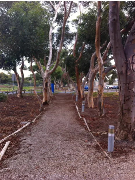 Figure 27: Sugar Gum walking path