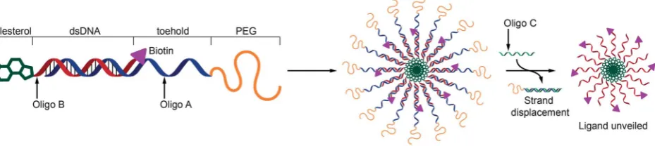 Fig. 1Schematic representation of the structure of DNA conjugates and the unshielding of a ligandchain to provide shielding, oligo B is complementary to part of oligo A and is modihybrid forms a micellar structure with the ligand shielded