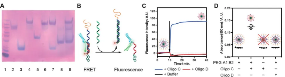 Fig. 2(A) Denaturing PAGE of oligonucleotides before and after PEGylation. Lanes: 1. Ladder, 2