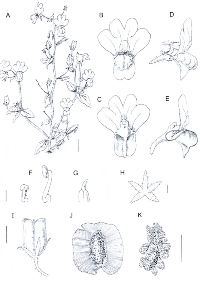 FIG URE  1.— S e m e sia   williamsonii.  Steiner 3954  (NBG).  A,  habit.  B  E.  flower:  B,  C,  front  and  rear  views;  I)