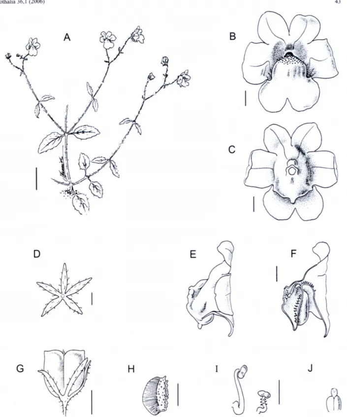 FIGURE  3.— Nemesia hemiptera, Steiner 3946.   A,  habit;  B,  C,  flowers,  front and rear views;  D
