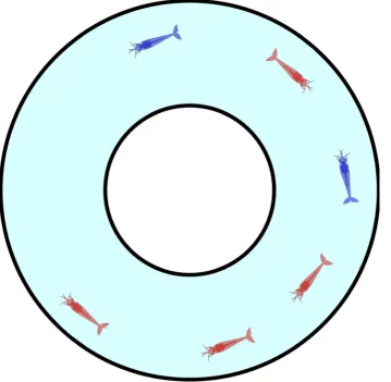 Figure 1. Schematic of the experimental setup. Prawns moving within an annulus of 200 mm external diameter and 70 mm internal diameter.Red coloured prawns indicate a clockwise orientation, blue prawns a counter-clockwise orientation