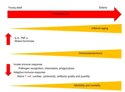 Figure 2 Increasing age leads to elevated basal levels of inflammation (inflamm-aging) and increased immunosenescence, which are associated with changes in both innate and adaptive immune responses, contributing to the heightened morbidity and mortality seen in the elderly.Abbreviations: IL, interleukin; TNF, tumor necrosis factor.