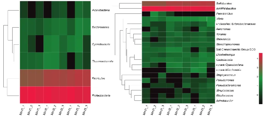 Figure 6. Heatmap of microbial communities on phylum and genus levels of MHJ. MHJ1_1, MHJ1_2 and MHJ1_3, MHJ2_1, MHJ2_2 and MHJ2_3, MHJ3_1, MHJ3_2 and MHJ3_3 were the triplicates of sample MHJ1, MHJ2 and MHJ3, respectively