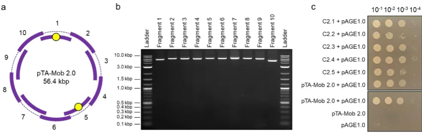 Figure 1. Optimized PCR-based synthesis of plasmid pTA-Mob 2.0: (a) Schematic of pTA-Mob 2.0 split into ten overlapping fragments