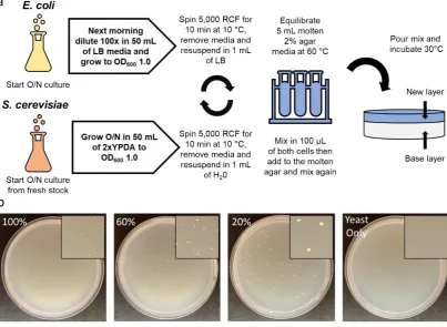 Figure 3. Optimized protocol for conjugation in solid media: (a) Schematic for the final protocol for conjugation from donor E