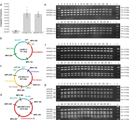 Figure 4. Conjugal transfer of plasmids increasing in size: (a) Conjugation frequency with donor E