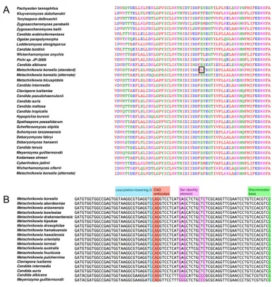 Figure 1. Bioinformatic analyses of the genetic code of M. borealis. (A) Sequence alignment of URA3