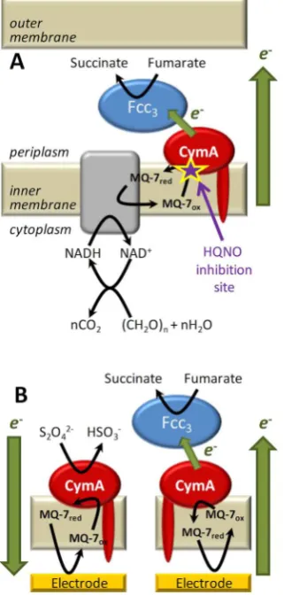 Figure 1. (A) Schematic of the inner membrane respiratory chain ofmagenta. (B) Schematic of CymA containing inner-membranearchitecture on an electrode surface in the presence of Fccchemical reducing agent dithionite (SShewanella grown anaerobically with fu