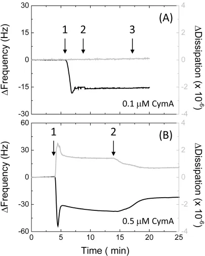 Fig. 4. QCM-D results in buffer with frequency (black line, left axis) and dissipation (grey line,right axis) against time for (A) a 8OH/8NH3+ (90/10) and (B) a pure 8OH modified gold surface.Time points: 1, (A) 0.1 and (B) 0.5 μM CymA in buffer; 2, buffer