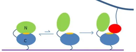 Fig. 5. A model for the function of eukaryotic FAS1 domains. The binding site (orange)is located on the C-terminal domain of a pair of FAS1 domains, and is normally hiddenby binding of the domain to its N-terminal partner