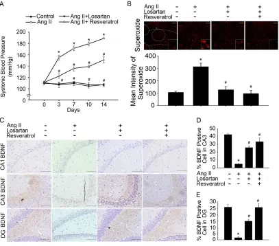 Fig. 1. Downregulation of BDNF levels was associated with increased superoxide 