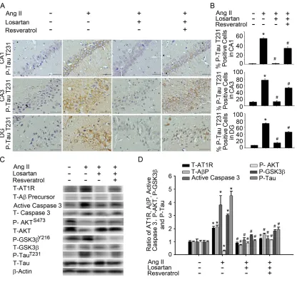 Fig. 3. Resveratrol attenuated Ang-II-induced A precursor and caspase 