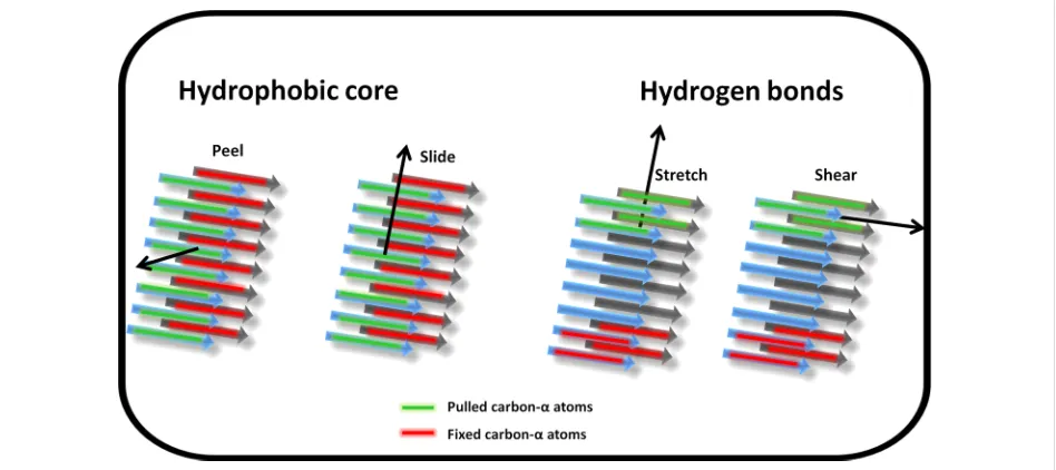 Figure 2: Schematic representation of the four pulling geometries used to mechanically probe the fibril models