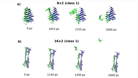 Figure 7: Molecular configurations sampled from the “peel” SMD trajectory for the (a) 8 × 2 and (b) 16 × 2 fibril models of the class1-P polymorph.The carbon-α atoms in the peptides coloured green are pulled while carbon-α atoms in peptides shown in blue a