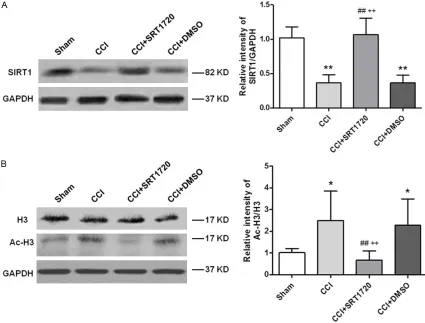 Figure 3. CCI induced the changes of SIRT1 and Ac-H3 expression. A. The expression of SIRT1was significantly elevated in the lumbar spinal cords by day 7 after the CCI/DMSO group