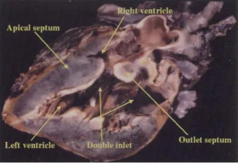 Figure 21.This section,