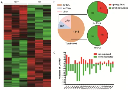 Figure 2. LncRNA microarray data of three paired BC tissues (between RCT and RT). The lncRNA expression patterns in samples is shown as a heatmap based on hierarchical clustering (A); Using second-generation RNA microarray analysis, 1801 RNAs (log fold-cha