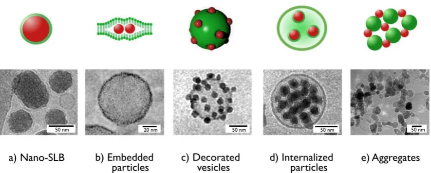 Figure 1 : Cryogenic transmission electron microscopy images obtained from nanoparticle-vesicle association