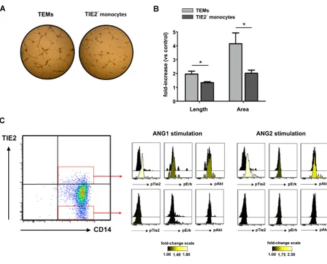 Figure 3. Proangiogenic activity of TEMs.