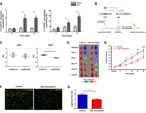 Figure 4. TIE2-expressing monocytes/macrophages are upregulated following HLI; silencing their expression of Tie2 inhibits revascularization.A