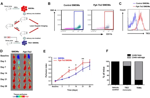 Figure 5. Delivery of (i) murine bone marrow derived TIE2Rrevascularization. macrophages and (ii) TEMs from CLI patients into the ischemic hindlimb accelerates 