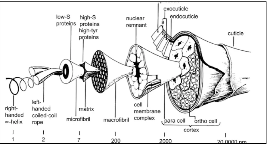 Fig. 4. Schematic of a wool fibre. Reproduced from [6] 