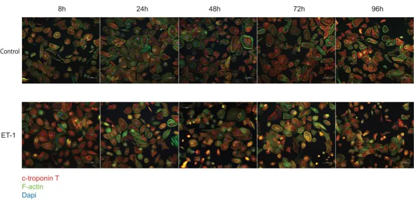 Figure 1. FC results. Histogram plot of the FC analysis performed on the CMs used in the study