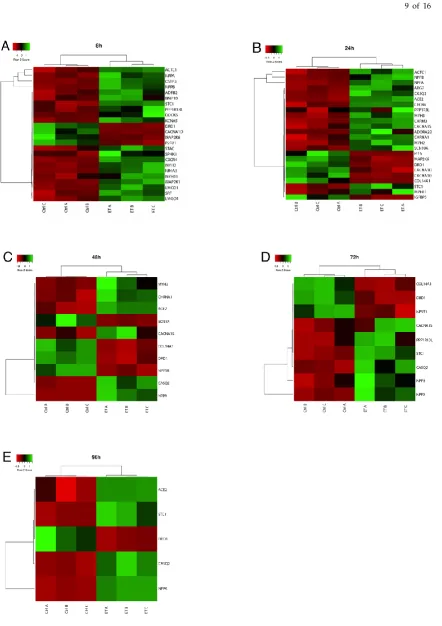 Figure 9. Heatmaps of DEG annotated with the GO term GO:0003012 (muscle system process) at the different time points and that are differentially expressed