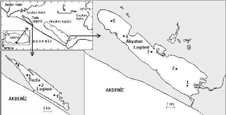 Şekil 1.  Tuzla ve Akyatan Lagünleri ve örnekleme istasyonları 