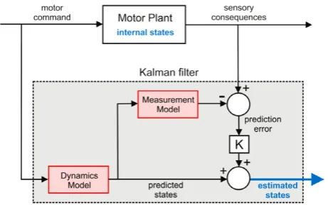 Fig. 7.The Kalman filter. Architecture of a Kalman filter state-estimator. TheKalman filter combines predictive information with sensory observations toproduce an optimal estimate of the plant’s internal state