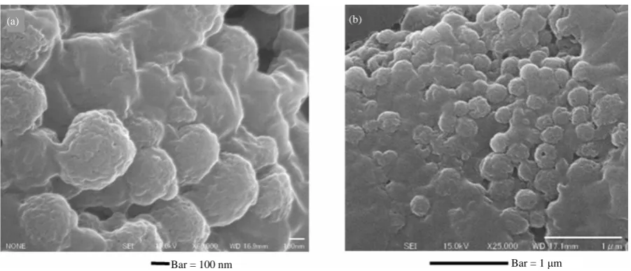 Figure 4. (a), (b) SEM micrographs of B16 secreted melanosomes fraction by the preparative method of 2.4