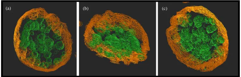 Figure 8. (a)-(c) UHVEM, three dimensional contour images of isolated one B16 melanosome generated using specific soft-ware
