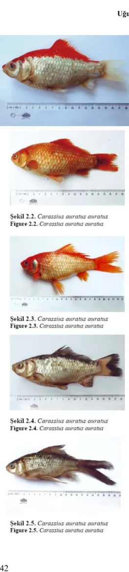 Şekil 2.1. Carassius auratus auratus  Figure 2.1. Carassius auratus auratus 