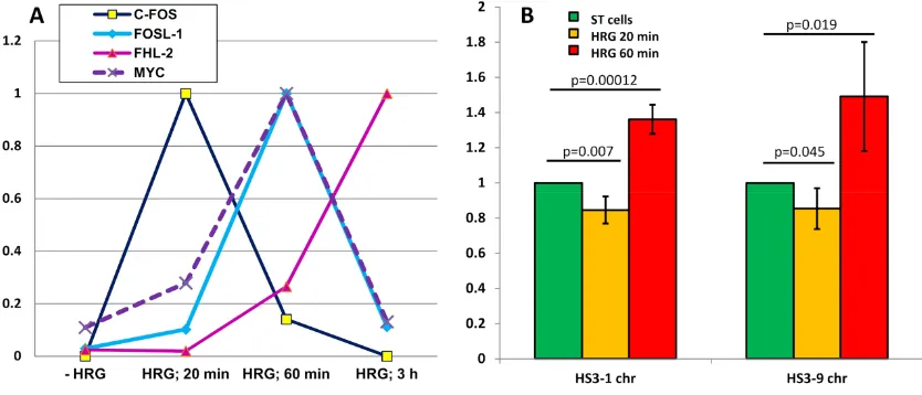 Figure 1. Verification of the MCF-7 heregulin (MCF-7-HRG) model by immunofluorescence staining (IF) of ErbB2 receptors: (A) serum-starving (ST) control; (B) cytoplasmic internalization and clustering of the ErbB2-positive foci after treatment with 50 nM HR