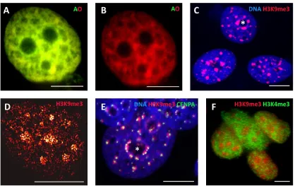 Figure 3. Representative images of the applied AO and  IF stainings of MCF-7 cells of ST control: (A) cell nucleus stained for a DNA test with AO and imaged by an epifluorescent microscope through I3 filter; (B) the same image with the digitally removed gr
