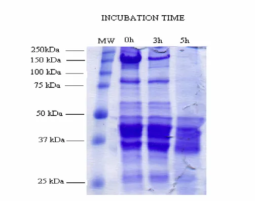 Figure 3. The coomassie staining of DNPH derivation of oxidized proteins in grey mullet
