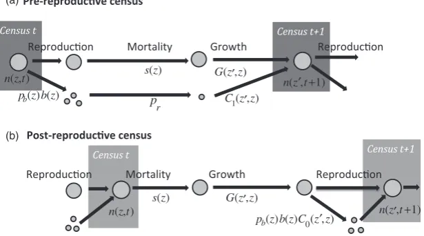 Fig. 1. Life cycle diagram and census points for (a) pre-reproductive and (b) post-reproductive census
