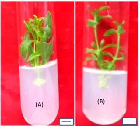 Figure 2. Shoot showing basal callus growth at cut portions NAA (0.1 mg/l) + 0.75% Casein hydrolysate