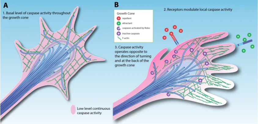 Figure 2 Models for caspase activity in the growth cone 