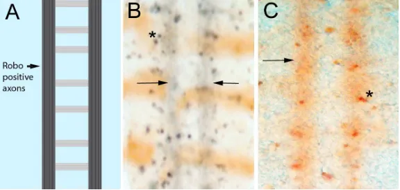 Figure 3 Low level caspase activity in longitudinal axons 