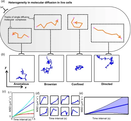 Figure 1.  The complexity of molecular diffusion in living cells. (a), Schematic of diffusion 