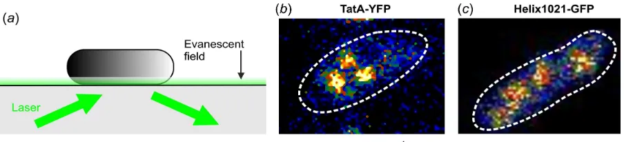 Figure 3. In vivo TIRF microscopy on live bacteria. (a) Schematic of TIRF on an E. Coli cell immobilized to a glass microscope coverslip