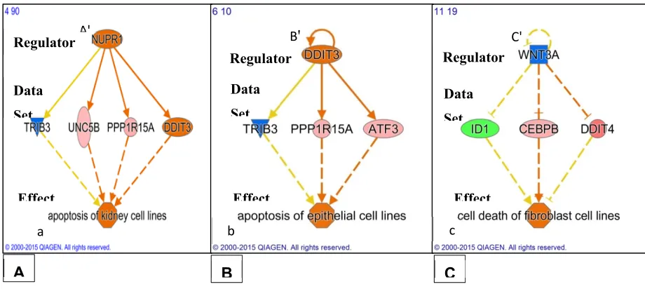 Figure 5. Potential effects on programmed cell death due to gene expression following 24 hrs of 