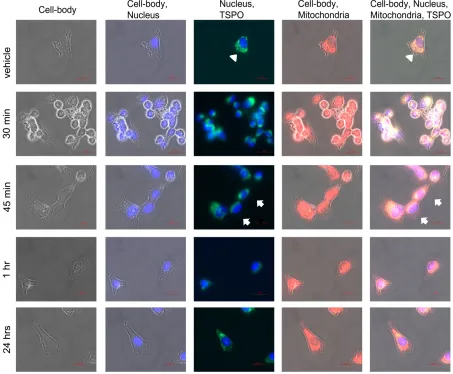 Figure 6 provides a more differentiated overview, including changes in the morphology of cells 