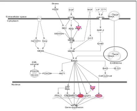 Figure 1.  Specific elements of the canonical pathway for modulation of gene expression that are activated after 15 min of exposure of U118MG cells to 25 µM of PK 11195, as uncovered by 'Regulator Effects' analytic (IPA®)