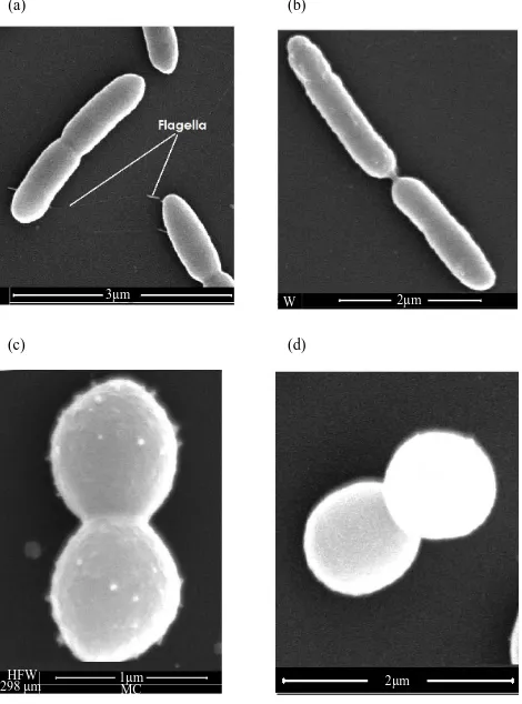Figure 2. SEM Images of (a)—Pectinatus cerevisiiphilus, (b)— Pectinatus frisingensis and (c) & (d)—Megasphaera cerevisiae brewery isolates (images courtesy of A