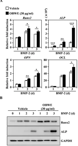 Figure 4. OBWE stimulates BMP-2–induced expression of Runx2. (A) C2C12 cells 